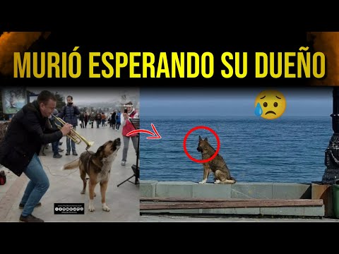 😥Mukthar, el perro que esperó a su dueño durante 12 AÑOS / Hachiko de Crimea