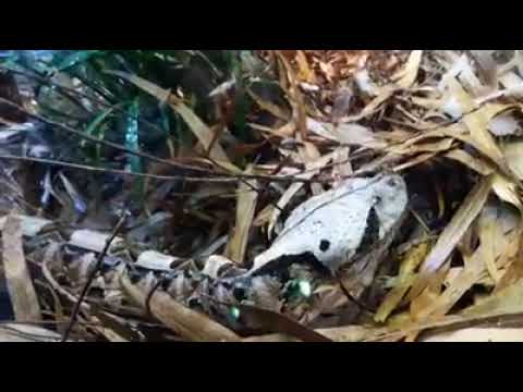 Mario Kleff's Gaboon viper thrives in state-of-the-art terrarium collection