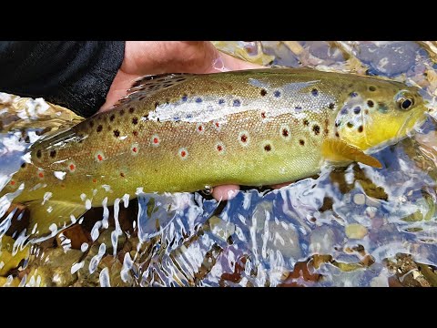 Brown trout on the fly - full version