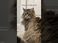 Yes ️ Cat Cute Fluffy Meow Tabbycat Kitty