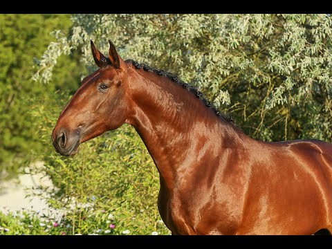 **SOLD** Piro Free Dressage Gelding  (REF#037)