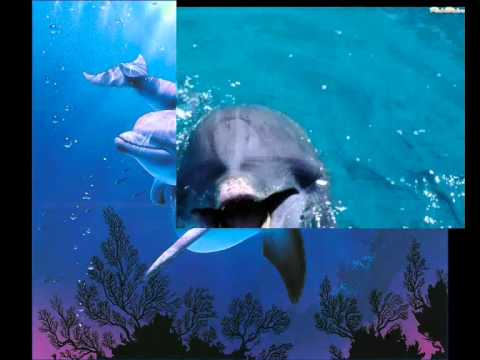 В океане средь могучих волн где дельфины нежатся с пеленок слушать. Песня про дельфинов грустная. Казан казиев дельфиненок. Дельфиненок. В океане средь могучих волн где дельфины нежатся с пеленок.