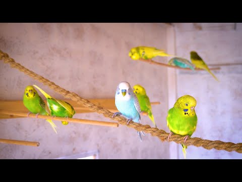 Flock of Singing and Chirping Budgerigars in Aviary For 1 Hour Sounds