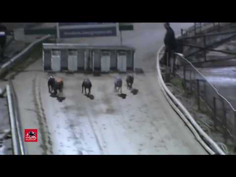 BGBF British Derby Heat 6 - KING DYLAN