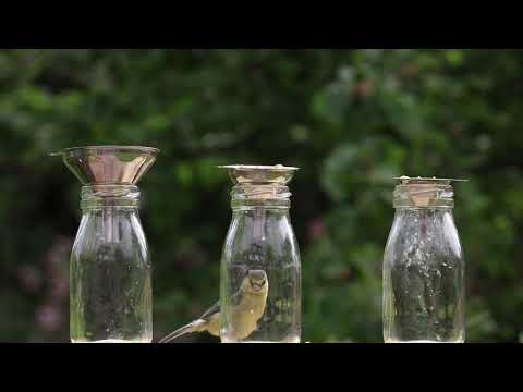 Chidiya rani Badi Sayani #Relaxing Nature Sounds - Birds Chirping#birds sounds ringtones