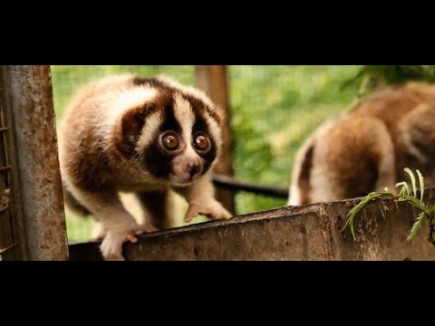 'World's Most Misunderstood Animals' Ep.1 - Slow Loris