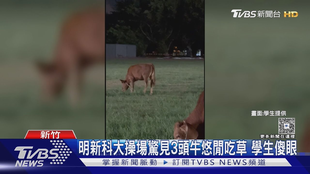 大學驚見3牛隻闖校園!學生嗨拍照 飼主竟帶牠們「來這裡」吃草