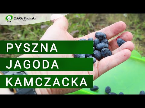 Jagoda Kamczacka - Uprawa, Wymagania, Odmiany, Właściwości, Owoce. Krzewy Owocowe do Ogrodu