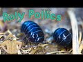 Roly Poly Video For Kids Backyard Adventures