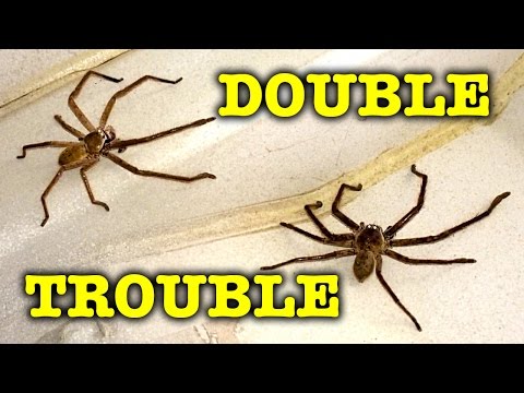 2 Giant Scary Spiders Dangerous Double Trouble