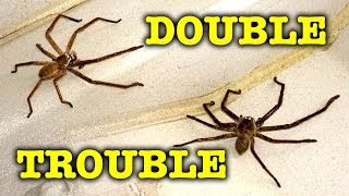 2 Giant Scary Spiders Dangerous Double Trouble