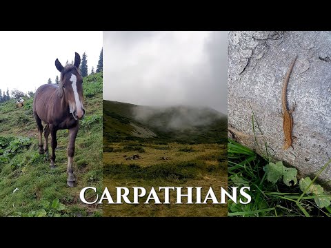 Hiking in the Carpathian Mountains, Ukraine || pt.1
