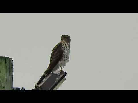 09/07/24 (#3) Juv Cooper's Hawk V/S Kestrel Kent wa 0545-162
