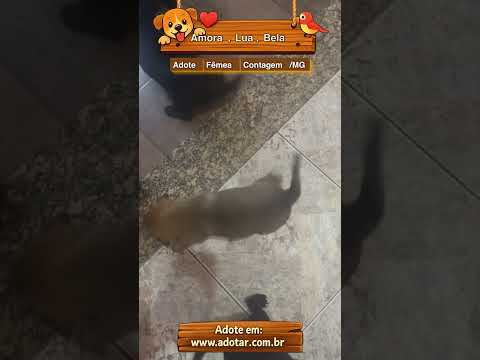 Vídeo de Amora, Lua, Bela 