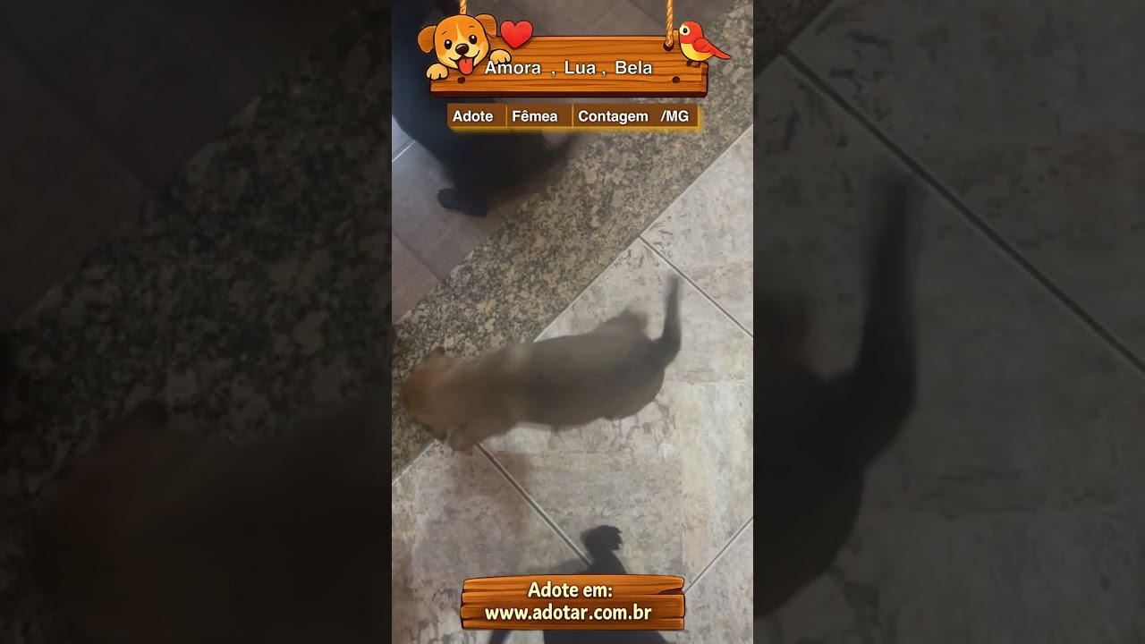 Cachorro raça SRD-ViraLata idade Abaixo de 2 meses nome Amora, Lua, Bela 