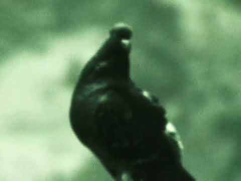 Don Raemo - She Liek It [Official Music Video]