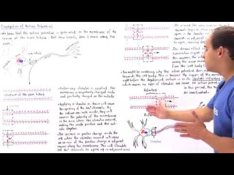 Propagation of Action Potential