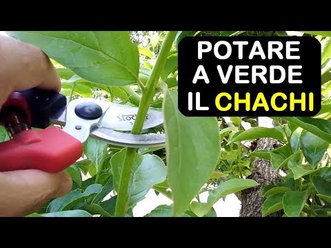 POTARE CACHI A VERDE