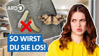 Das hilft gegen Kleidermotten | Marktcheck SWR