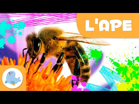 L'ape 🐝 Animali per bambini 🍯 Episodio 4