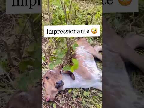 Animal nasce com duas cabeças em São José da Lagoa Tapada e chama atenção de moradores no Sertão
