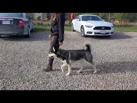 Training a Husky to HEEL