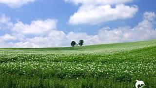 Church In The Fields