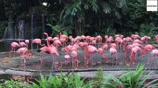 Rock A Bye Baby Instrumental Classic Lullaby