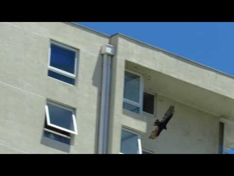 Jote de cabeza colorada (Cathartes aura)