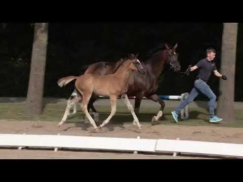 Toll, Sir Donnerhall-Quaterback