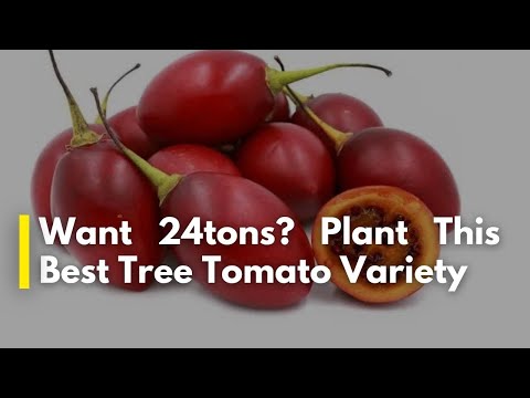 Step by Step Guide on How to Plant Tree Tomatoes Tamarillo and Not Dry Off Tree Tomato Farming