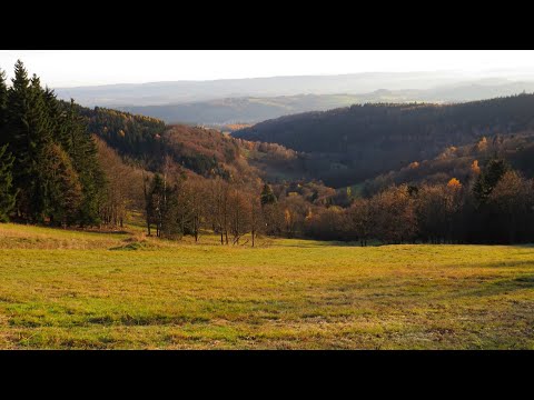Tomáš Toman — Glassendorf