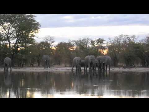 Hyena Pan elephant sunset