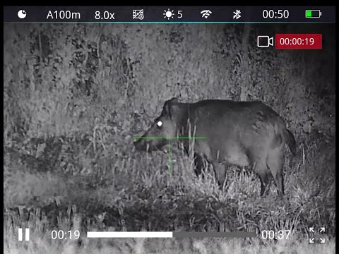 Polowanie na dziki-najlepsze z 2024/wild boar hunting-best in 2024-15/2025