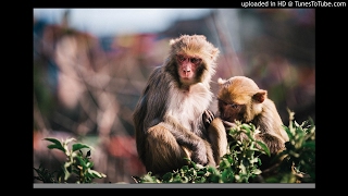 Midnight Mystery Club - Calling Me