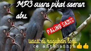 Download lagu suara pikat Saeran abu andalan para suhu@jahid channel mp3