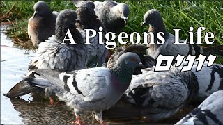 יונים      A Pigeons Life