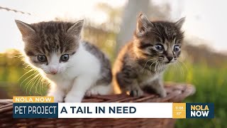 Finding forever homes for cats and kittens