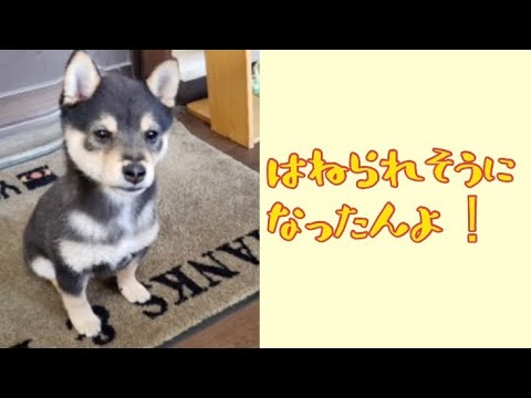 ワンワンU・x・Uお悩み相談室4️⃣6️⃣〜美浜町「ごんぞうくん」#道路からお店に入る時は歩道の人がいないか確認を⚠️