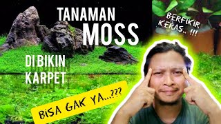 Download lagu moss aquascape di bikin karpet, apakah bisa.. ??#aquaticplant #aquascape #moss mp3