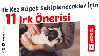 İlk Kez Köpek Sahipleneceklere 11 Irk Önerisi