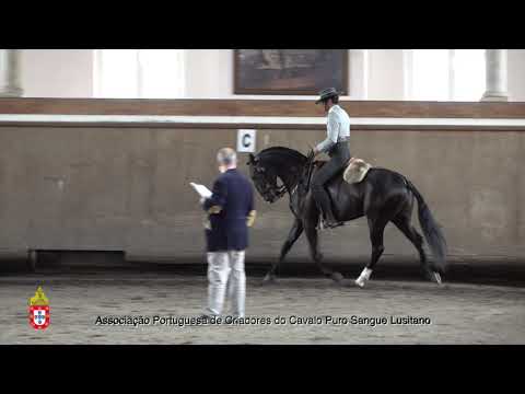 210424 15 Mondelo du Castel - Aprovação de Garanhões