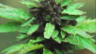 I WOKE UP IN LOVE THIS MORNING-Max Romeo