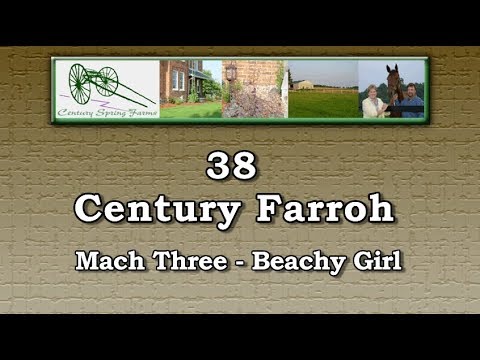 H38LSYS-Century Farroh-Century Spring Farms