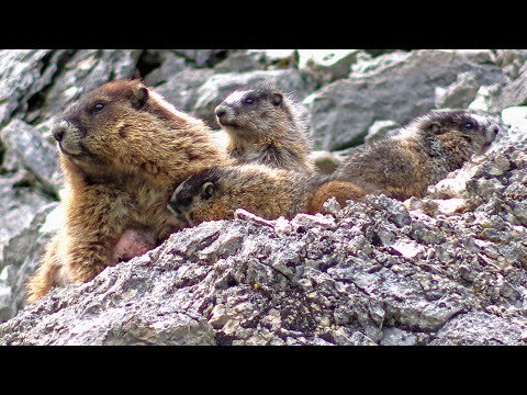 Hoary Marmot "Whistler" Nursing Her Babies