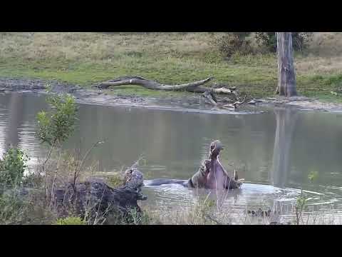 Djuma: Hippos starting to get active - 17:067 - 08/12/2023