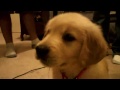 Winners Of The 2010 World S Cutest Puppies And Kittens Contest