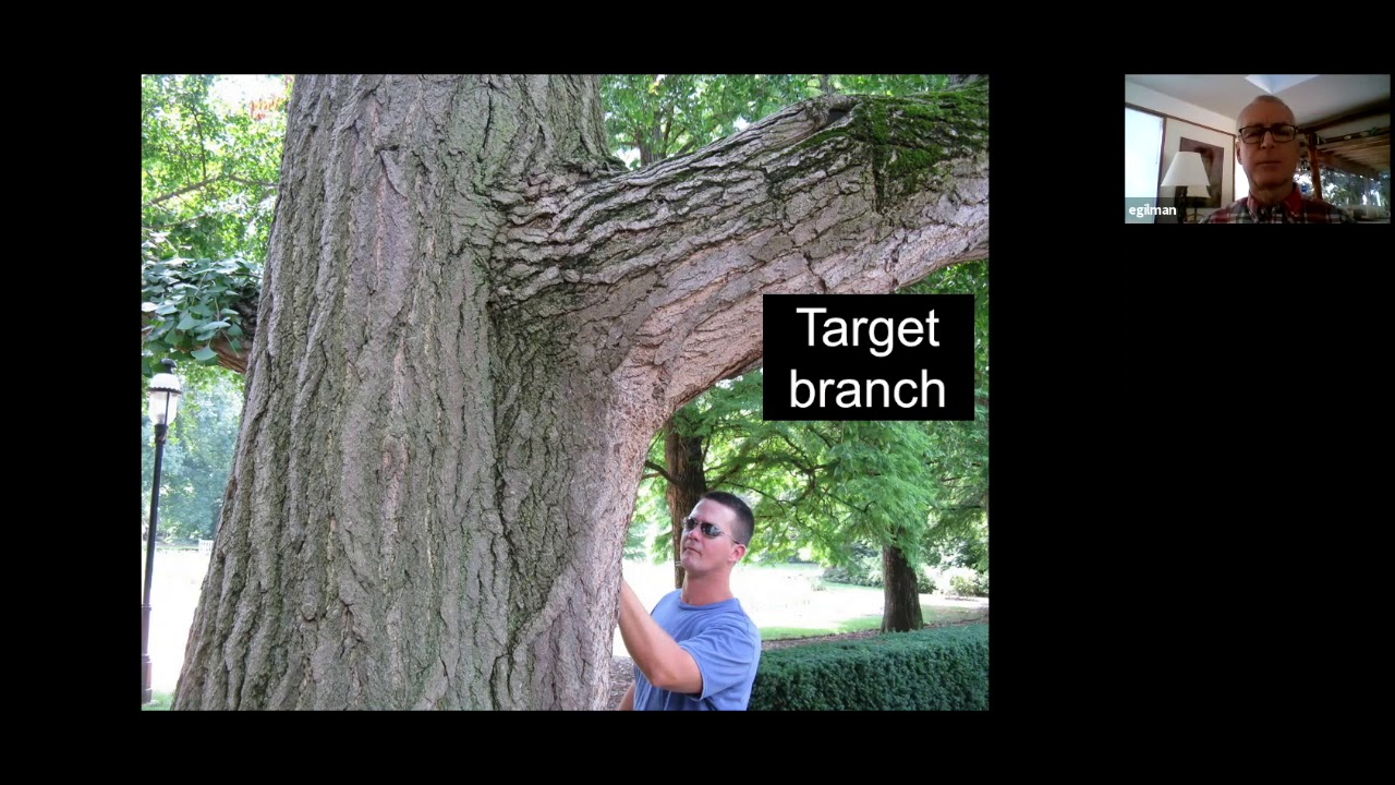 Conversation with Ed Gilman on Pruning