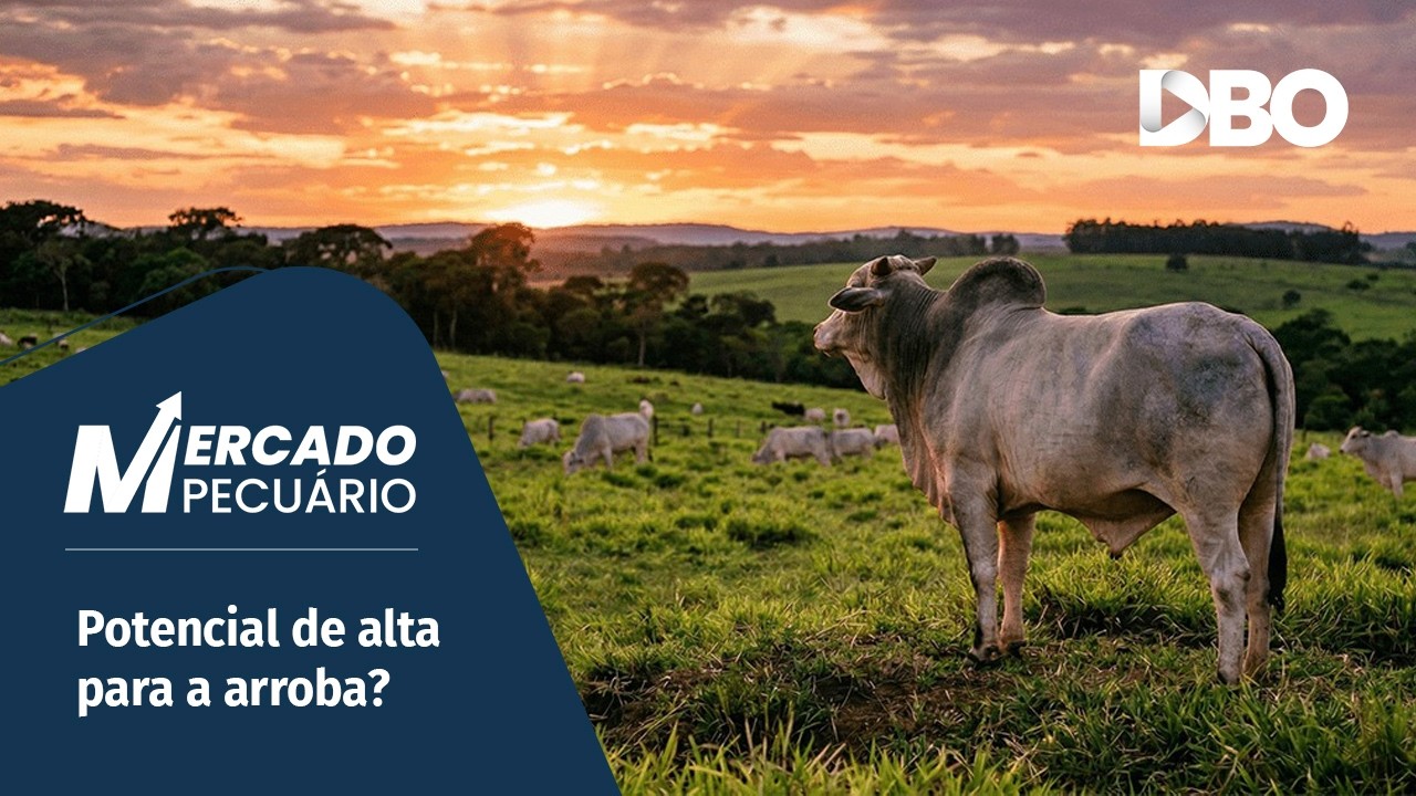 Quais as perspectivas para os preços do boi gordo no último trimestre de 2026?