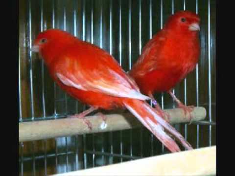 بلغ اعتذاري صابر الرباعي.wmv